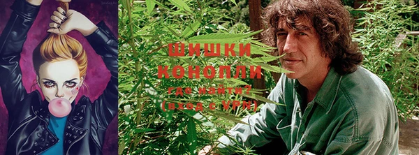 шишки Белокуриха
